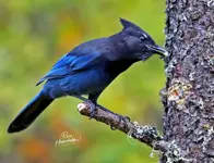 0367-1.webp