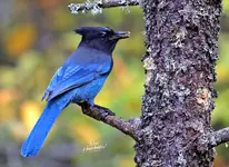 0455-1.webp