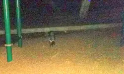 Wild Skunk.webp