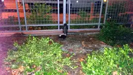 Mr. Skunko.webp