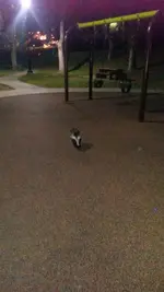 Mr. Skunk.webp