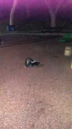 Mr. Skunk II.webp