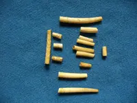Dentalium Shells.webp