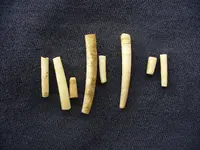 Dentalium.webp