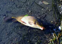 DSCN7558.webp