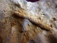 crinoid.webp