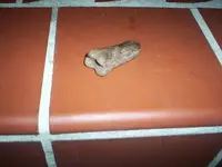 prehistoricVEROMAN3.webp