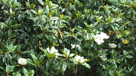 More Magnolia Blooms.JPG