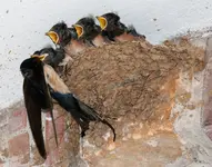 barn-swallow-nest-dreamstime-crop.webp