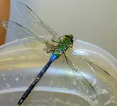 dragon 008.webp