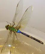 dragon 012.webp