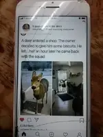 Deer.webp