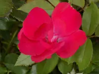 DSCN2771_before.webp