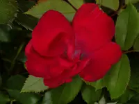 DSCN2771.webp