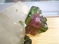 watermelon2.webp