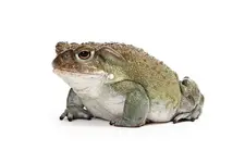 colorado-river-toad-for-sale.webp colorado-river-toad-for-sale.webp