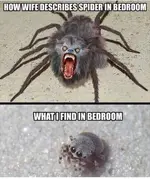 Spiderwife.webp