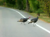 drive 100819 1.webp