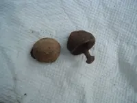 DSCF4415.webp