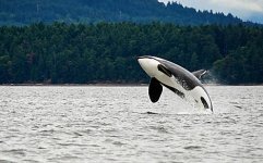 orca-jumping-over-the-water.jpg
