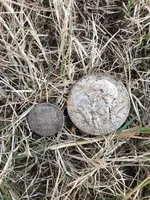 ImageUploadedByTreasureNet.com1567219942.370149.webp ImageUploadedByTreasureNet.com1567219942.370149.webp