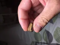 strange piece of lead 3 9-10-19.webp strange piece of lead 3 9-10-19.webp