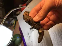 tail 1 9-20-19 hk.webp
