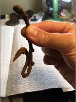 hook 2 9-20-19 hk.webp