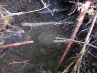 DSCN4119.webp