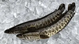 Snakehead-.webp