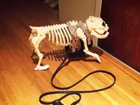 Crazy-Costume-Lady-Skeleton-Dog.webp