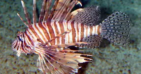 lionfish.webp