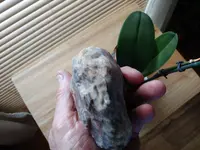 1010191155b.webp