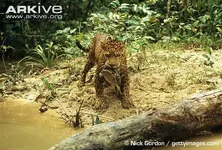Jaguar.webp