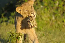 Lion.webp