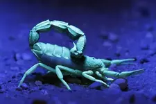 Scorpions_Flouresce.webp