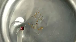 50 pieces of gold(1).webp