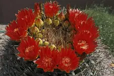 Barrell cactus.webp