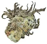 thumbnail.webp