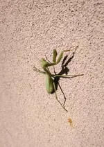 IMG_20181125_053842.webp