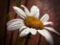 DSCN2789.webp