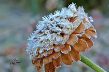 0177-1.webp