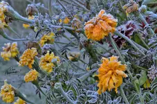 0188-1.webp