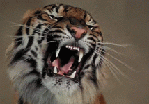 6bc0ae44e665d1b13b7481adc3d1c31d.gif