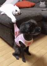 tenor (5).gif