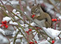 00111-1.webp