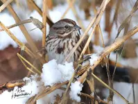 0244-1.webp