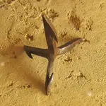 Roman_caltrop.webp