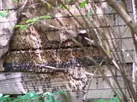 0503honeybees2.webp