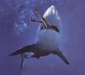 shark-attack3.webp